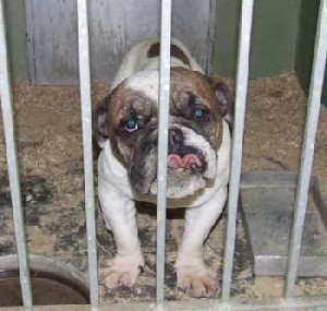 bulldogrescue
